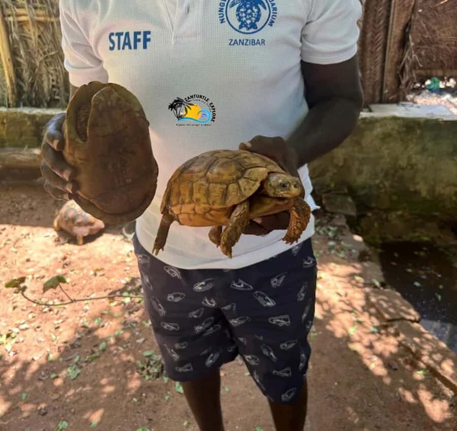 Zanzibar: Nungwi Mnarani Aquarium Feed and Swim with Turtles - Who this tour fits best in Zanzibar