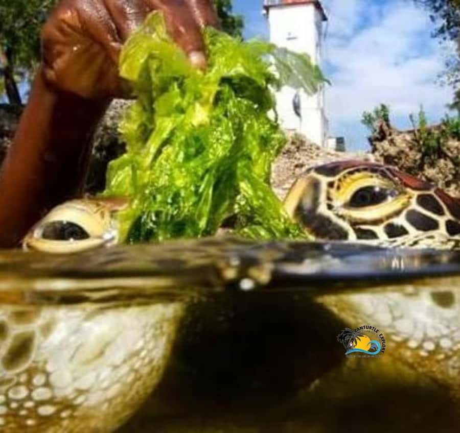 Zanzibar: Nungwi Mnarani Aquarium Feed and Swim with Turtles - Mnarani Turtle Sanctuary: a natural aquarium in Nungwi