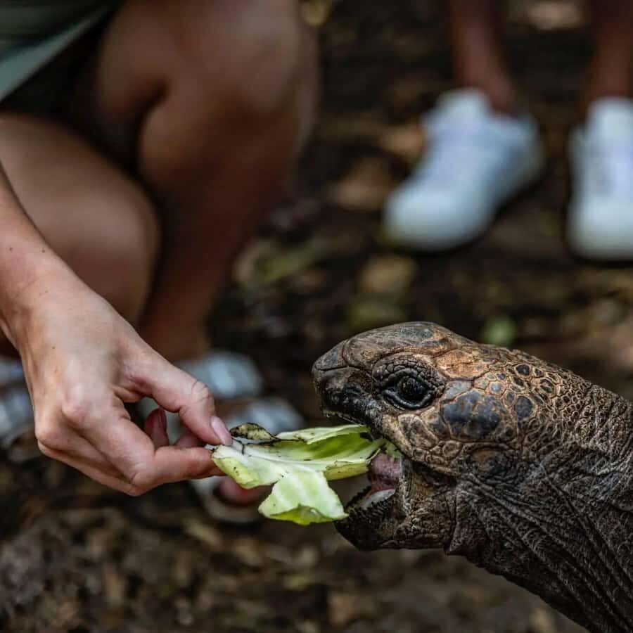 Zanzibar: Prison Island & Giant Tortoises with Pickup - Price and value: what you’re paying for at $55 per person