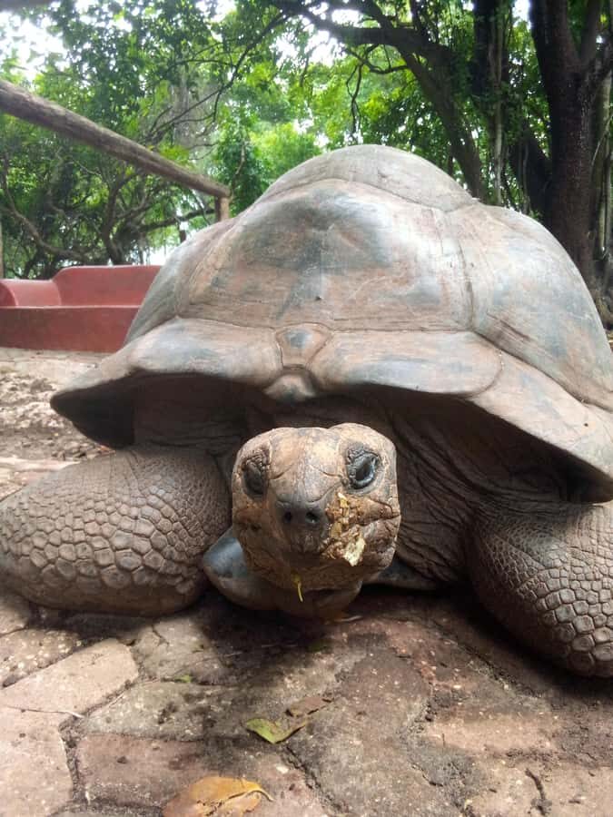 Zanzibar: prison island guided tour with local guide - Aldabra giant tortoises: the reason to come early