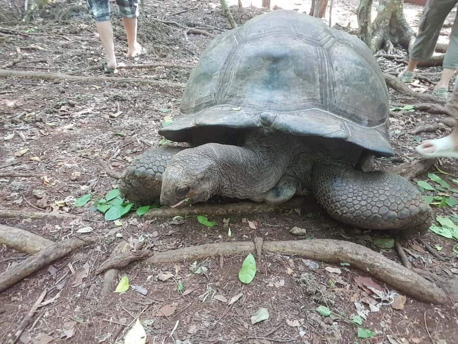 Zanzibar: Prison Island, Jozani Forest and Paje Beach Tour - Prison Island: tortoises plus a story that isn’t only touristy