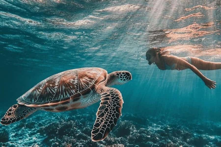 ZANZIBAR: Prison Island, Jozani Forest & SeaTurtle Sanctuary - Key Highlights at a Glance