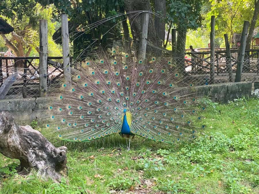 Zanzibar: Prison island Private half day tour - From your hotel to Forodhani Gardens: the easy lead-in
