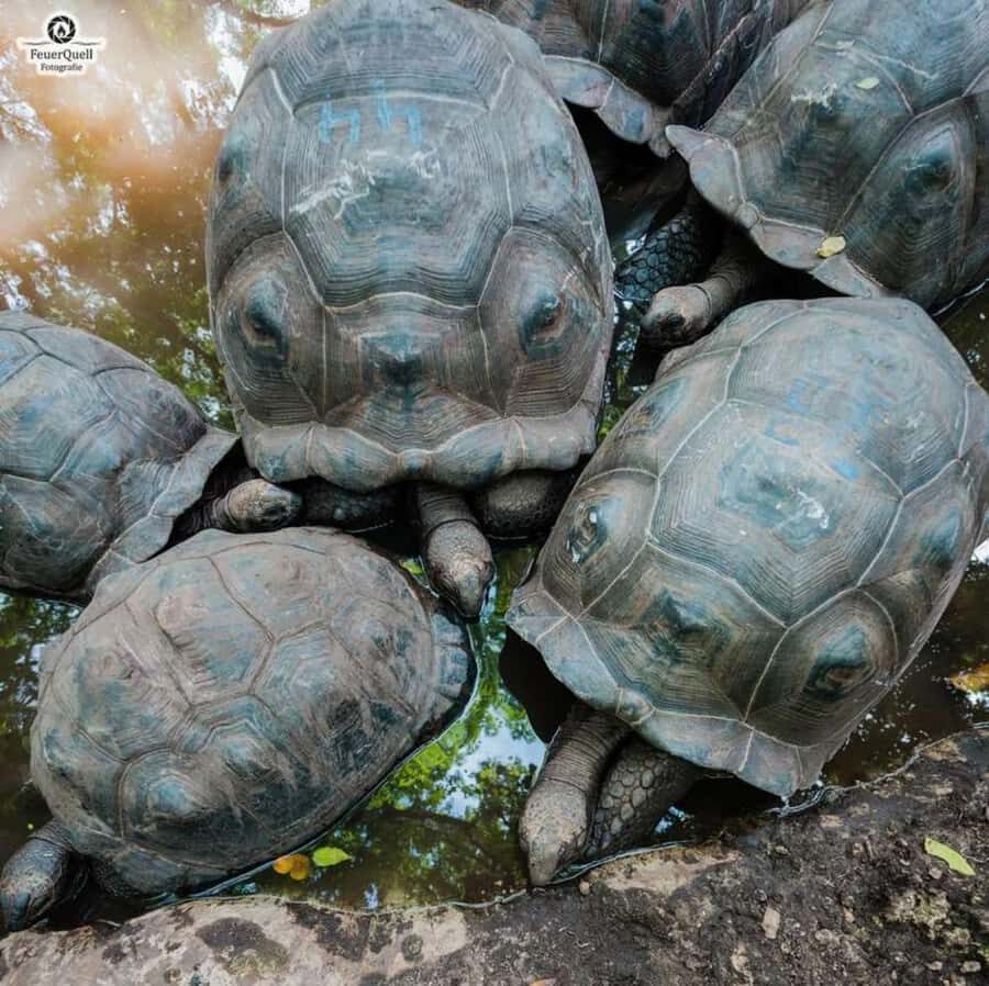 Zanzibar: Prison island, Sea Turtle Sanctuary + Mtende Beach - Salaam Cave Aquarium: swimming with sea turtles in a clear-water cave setting