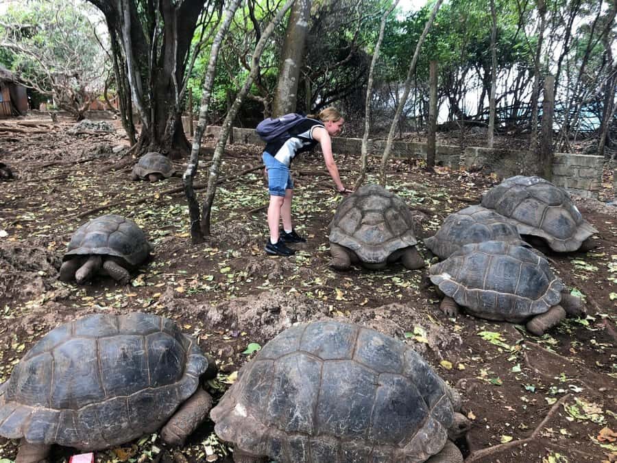 Zanzibar: Prison Island, Stone Town, & Spice Farm Tour - Spice Farm Visit: Rainforest Walk, Smell-and-Taste Learning