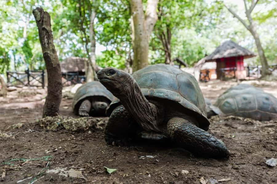 Zanzibar : Prison Island Tour - First impressions on Prison Island: the prison story behind the name