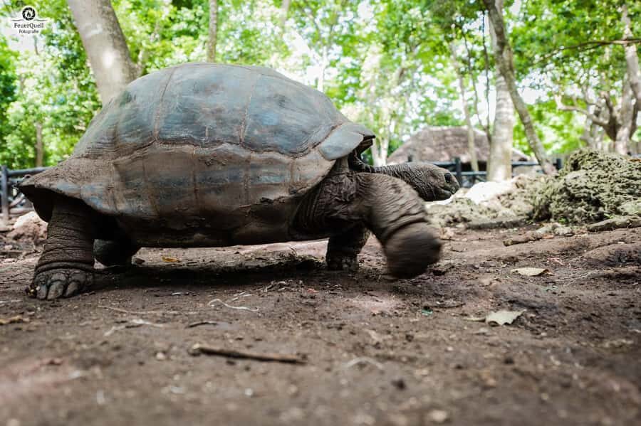 Zanzibar : Prison Island Tour - The return trip: why it feels smooth even when the day is short