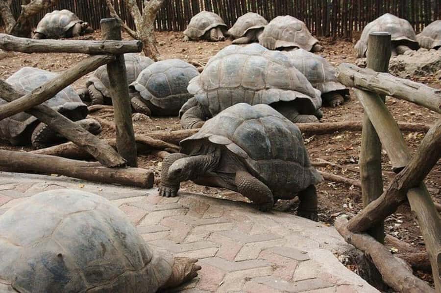Zanzibar: Prison Island Tour with Giant Tortoises &Boat Ride - On-Island History: What You Actually See at Prison Island