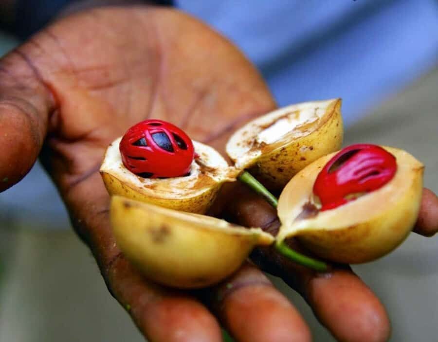Zanzibar: Private Stone Town, Prison Island & SpiceFarm Tour - Who This Tour Fits Best (and Who Might Want Something Else)