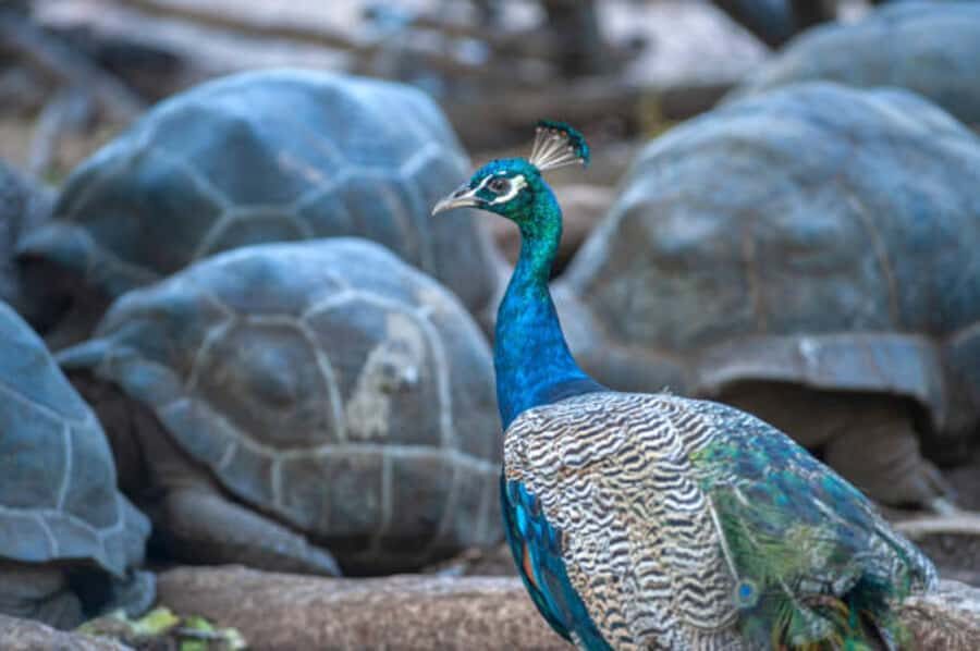 Zanzibar: Private Stone Town & Prison Island Tour - Giant Aldabra Tortoises and the Prison Island Museum: Up Close, Then Beach Time