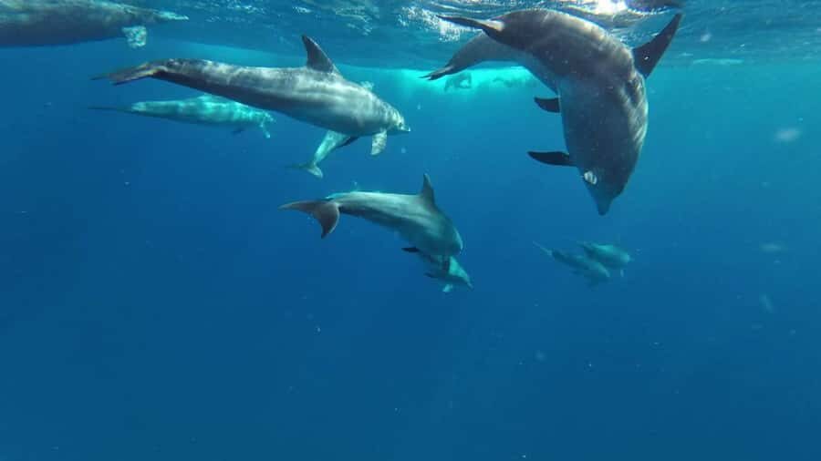 Zanzibar: Pungume island-dolphin watching - BBQ Lunch - Pongume Sandbank and Dolphin-Spotting in Southern Zanzibar