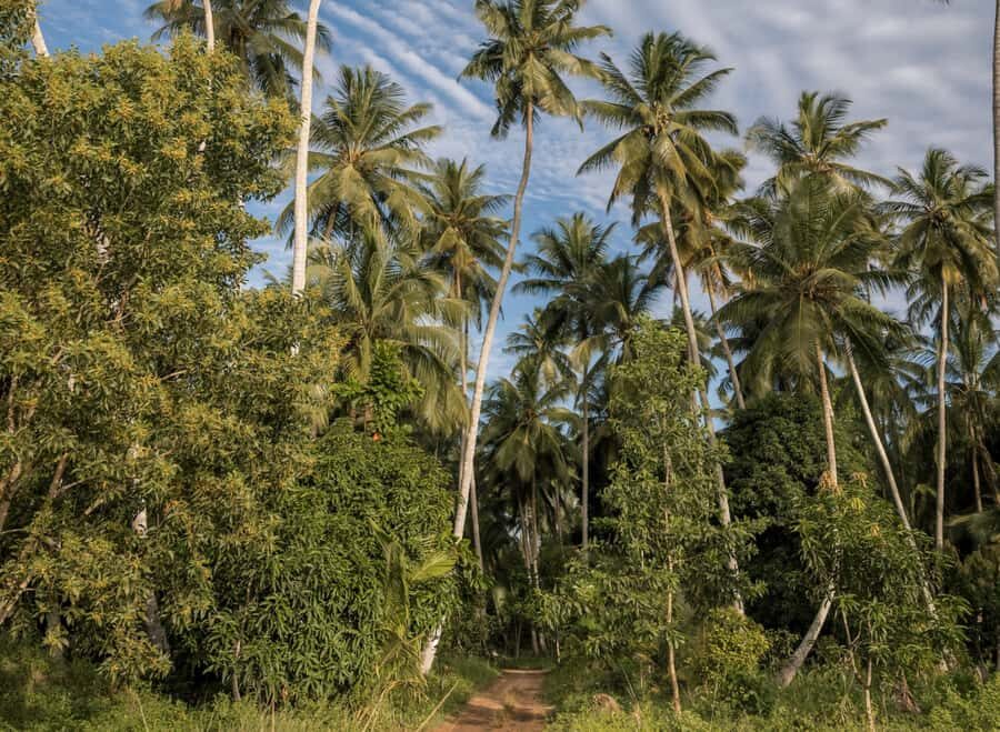 Zanzibar: Quad Off-Road Adventure | Kiwengwa - Price and Value: $80 Per Quad Bike, Not Per Person