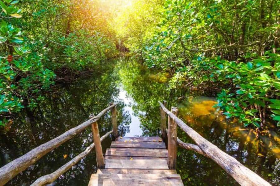 Zanzibar: Red Colobus Monkeys in Jozani Forest Guided Tour - The full 3-hour experience, from pickup to the mangrove bridge