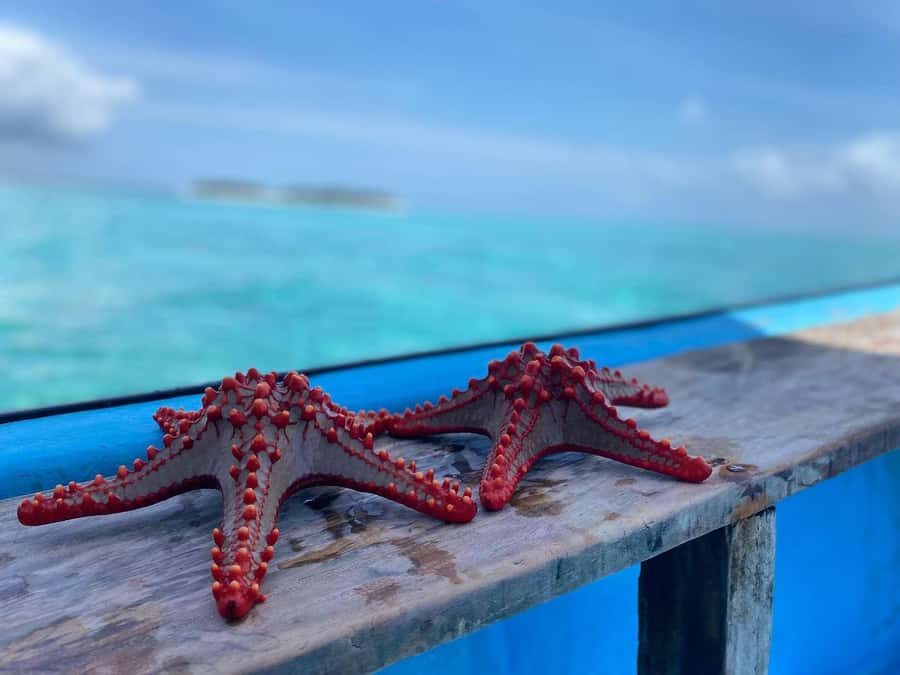 Zanzibar: Safari Blue Day trip with Snorkeling and Lunch - Blue Lagoon Stop After Lunch: Short, Scenic, and Condition-Dependent