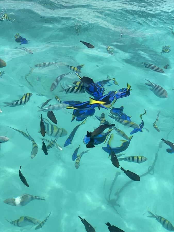 Zanzibar: Safari Blue Full-Day Exploration - Key things that make this Zanzibar Safari Blue day work
