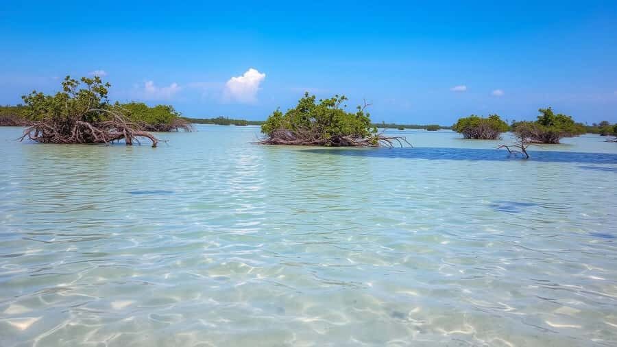 Zanzibar: Safari Blue Full-Day Tour with Lunch and transfer - Weather, crowds, and seasickness: the real booking risk