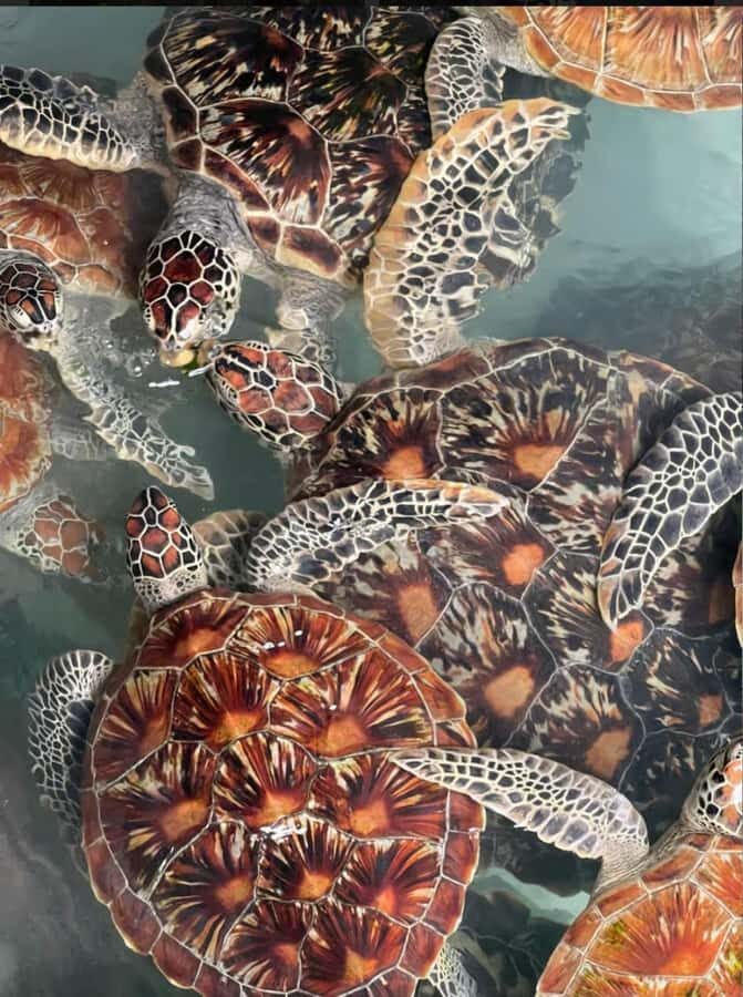 ZANZIBAR: Salaam Cave, Prison Island & Jozani Forest Tour - What to bring and how to behave in turtle and monkey country