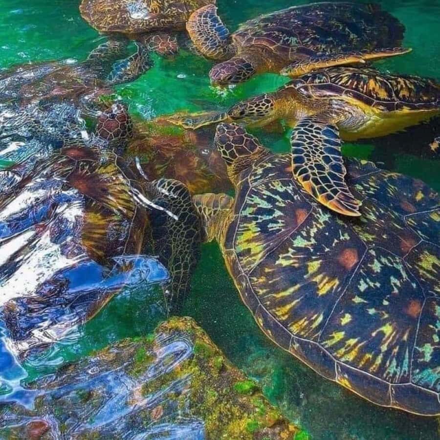 ZANZIBAR: Salaam Cave Swimming with Sea Turtles at Kizimkazi - Price and Value: Is $48 Worth It in Zanzibar?