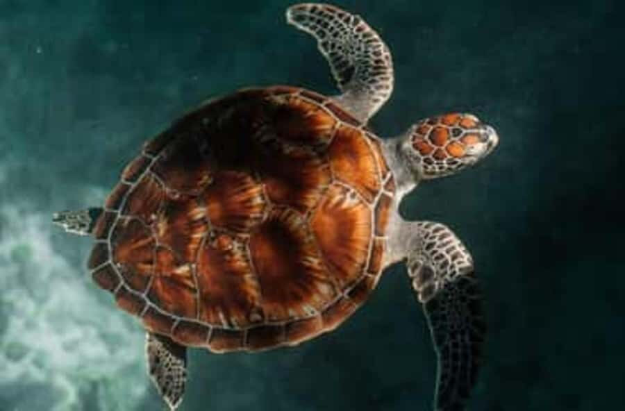 Zanzibar: Salaam Cave Swimming with Turtles Tour - Key Points Worth Knowing Before You Go