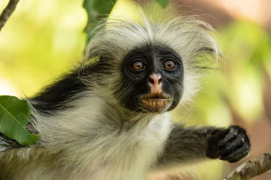 Zanzibar, Salaam Cave Tour, The Rock, Kuza Cave, Paje Beach - A 10-hour loop through Jozani, caves, and Paje