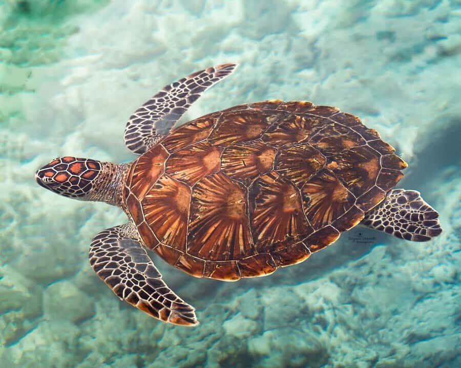 Zanzibar: Sea Turtle Swim at Salam Cave in Kizimkazi Village - Arrival at Salaam Cave Aquarium: what to do before you swim