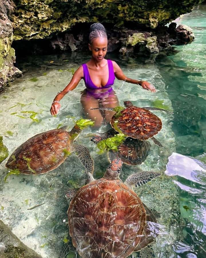 ZANZIBAR: Sea Turtle Swimming & Feeding Experience in NUNGWI - Key Highlights You’ll Notice Fast