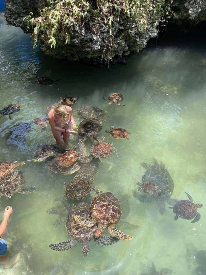 ZANZIBAR: Sea Turtle Swimming & Feeding Experience in NUNGWI - Choosing Nungwi’s Turtle Water: Baraka Aquarium or the Natural Lagoon