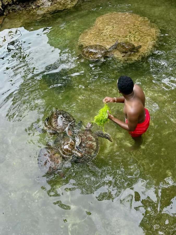 ZANZIBAR: Sea Turtle Swimming & Feeding Experience in NUNGWI - The 2-Hour Flow: Pickup to Seaweed Feeding