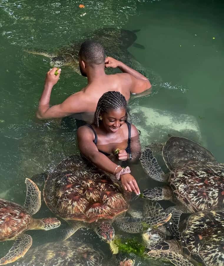 ZANZIBAR: Sea Turtle Swimming & Feeding Experience in NUNGWI - Price and Value: Is $65 Worth It?