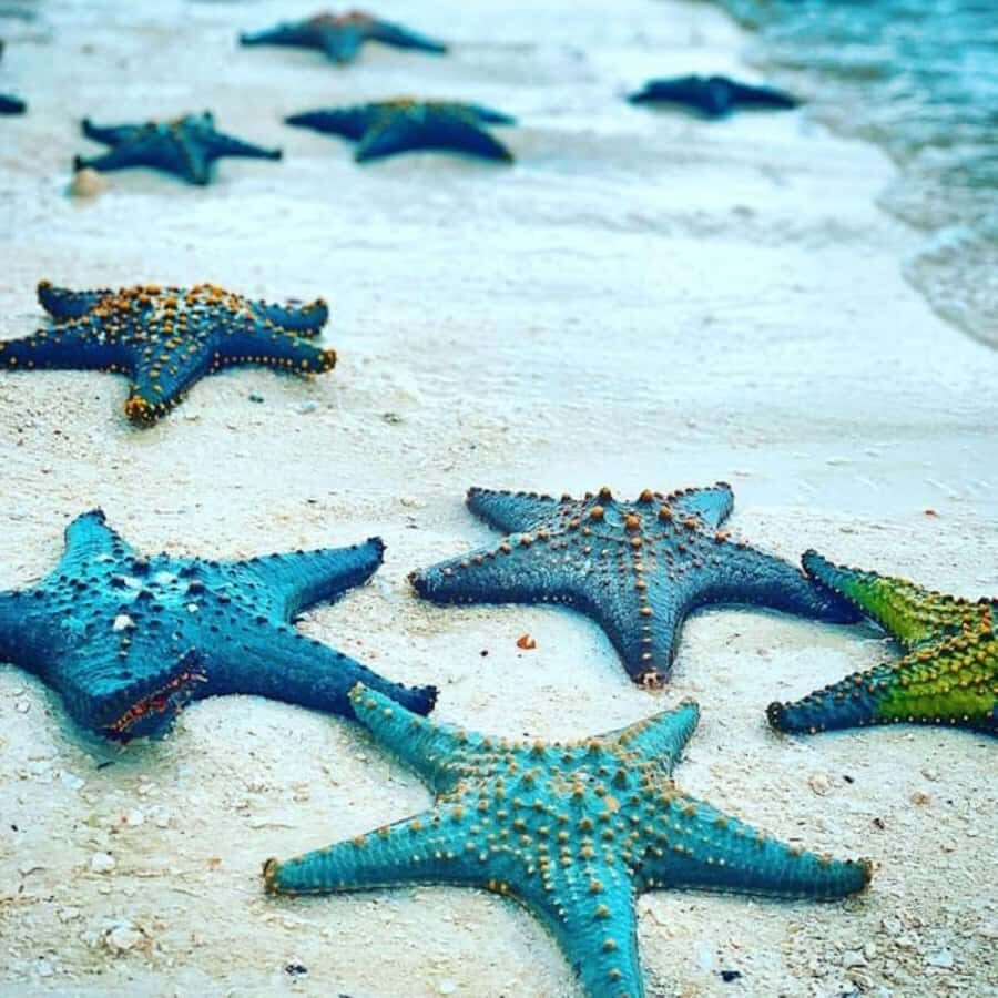 Zanzibar: Snorkeling at blue lagoon & Star fish tour - Who this tour suits best (and who might want a different option)