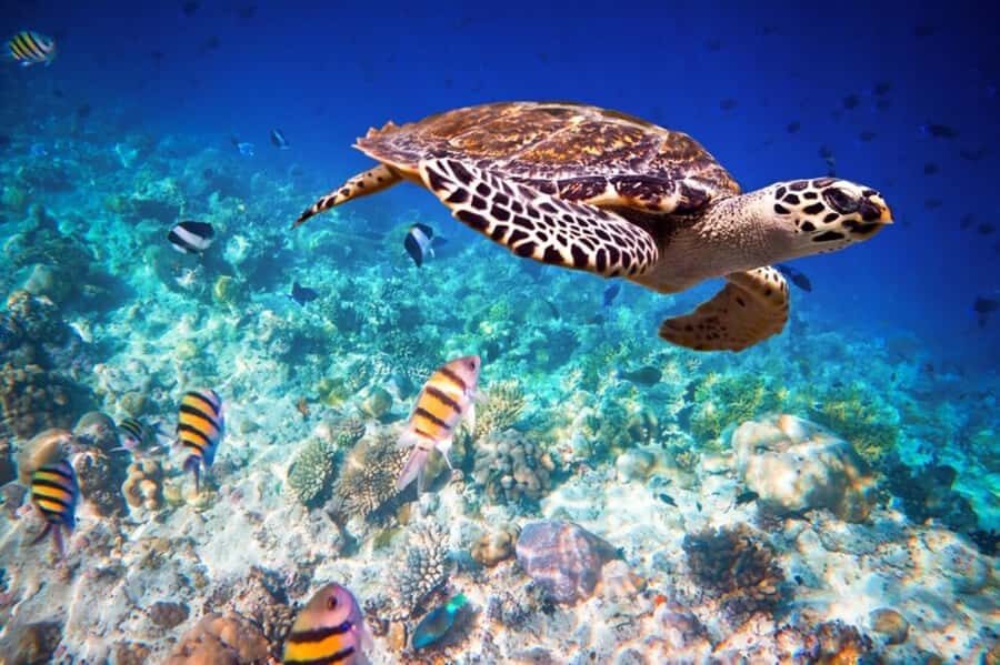 Zanzibar: South Coast Beach Day Trip with Salaam Cave Visit - Why the South Coast Stops Matter: Kizimkazi to Makunduchi