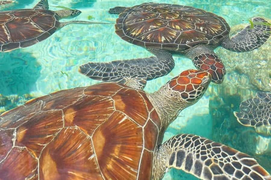 Zanzibar: Spice Farm, Jozani Forest & Sea Turtle Sanctuary - Why This Full-Day Zanzibar Combo Works