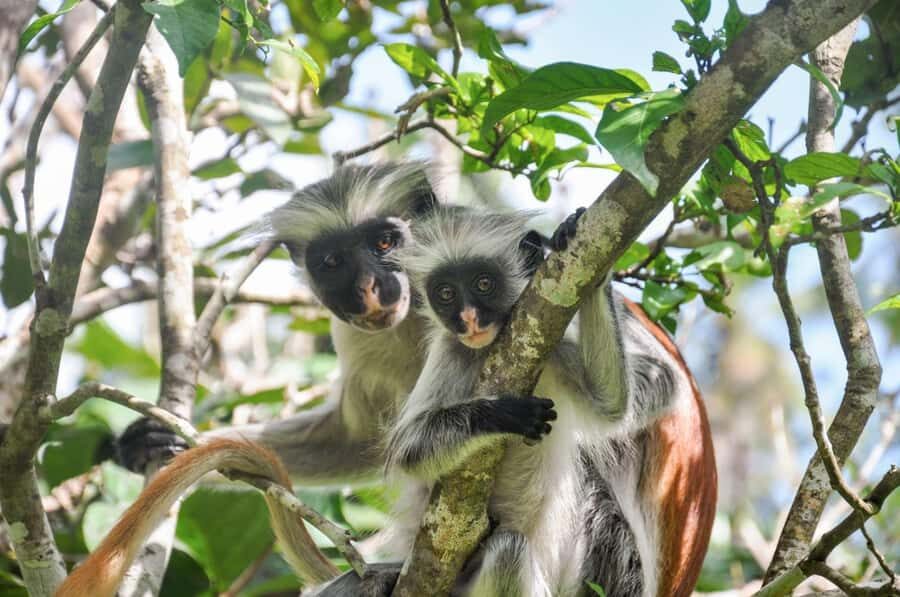 Zanzibar: Spice Farm, Jozani Forest & Sea Turtle Sanctuary - Timing, Transit, and the Real Meaning of a 7–9 Hour Day