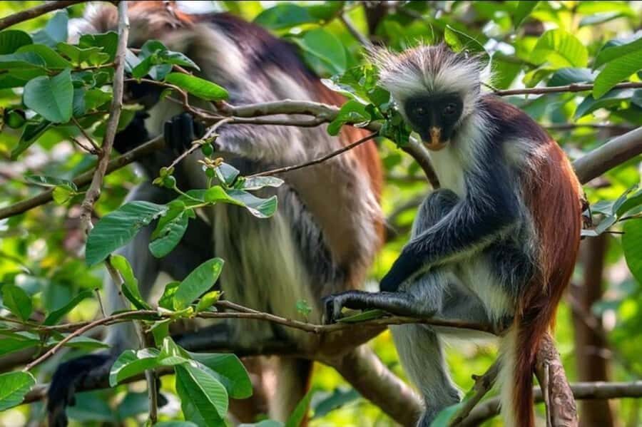 Zanzibar: Spice Farm, Jozani Forest & Sea Turtle Sanctuary - Jozani Chwaka Bay National Park: Red Colobus and Mangrove Boardwalk Magic