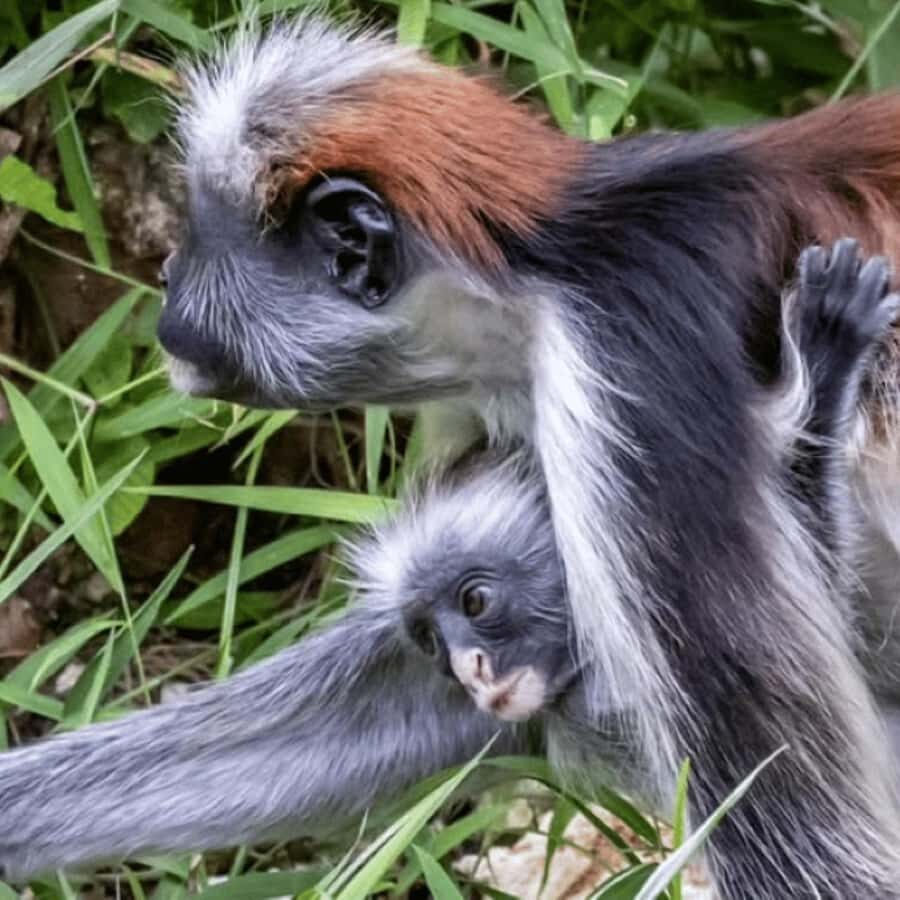 ZANZIBAR: Spice Farm Tour, Jozani Forest & Rock Restaurant - Who this tour suits best (and who should think twice)