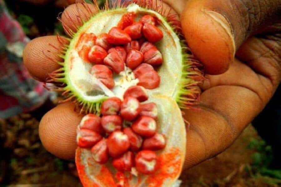Zanzibar: Spice Farm Tour & Stone Town Adventure - Should You Book the Zanzibar Spice Farm and Stone Town Tour?