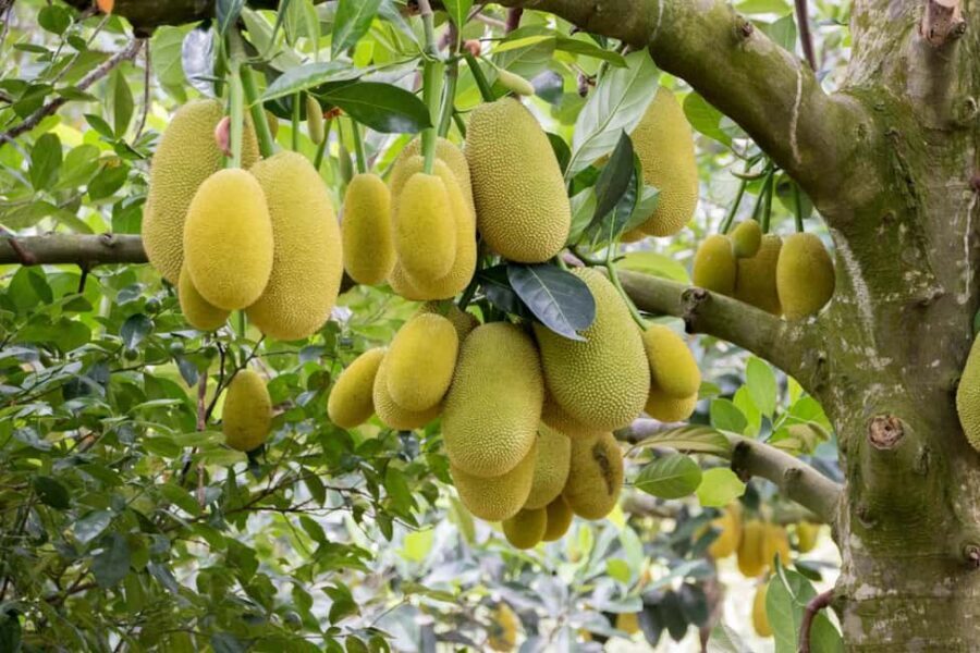 Zanzibar: Spice Farm Tour with Lunch & Tropical Fruits - Medicinal Stories: Neem Leaves and the Iodine Tree