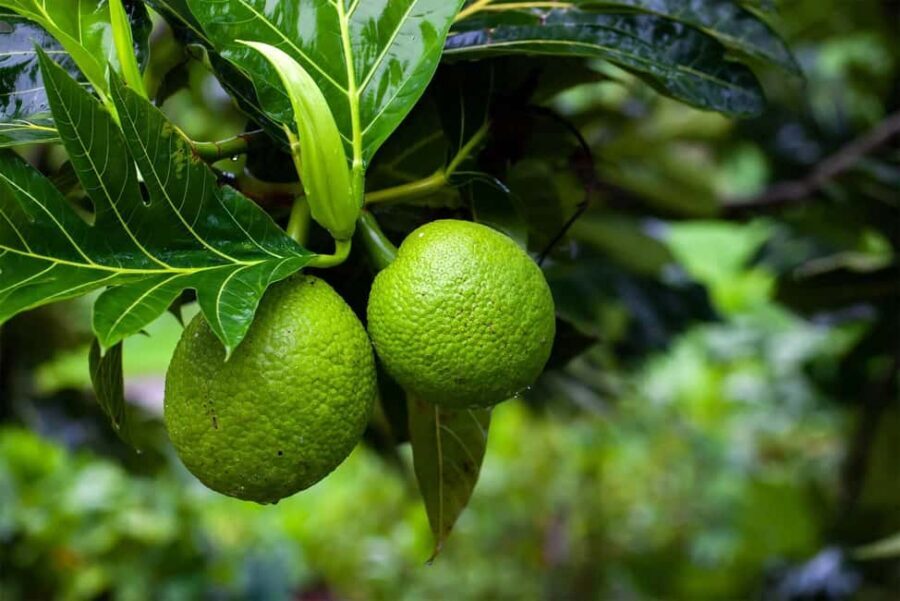 Zanzibar: Spice Farm Tour with Lunch & Tropical Fruits - The Spice Shop Stop: What You Can Take Home