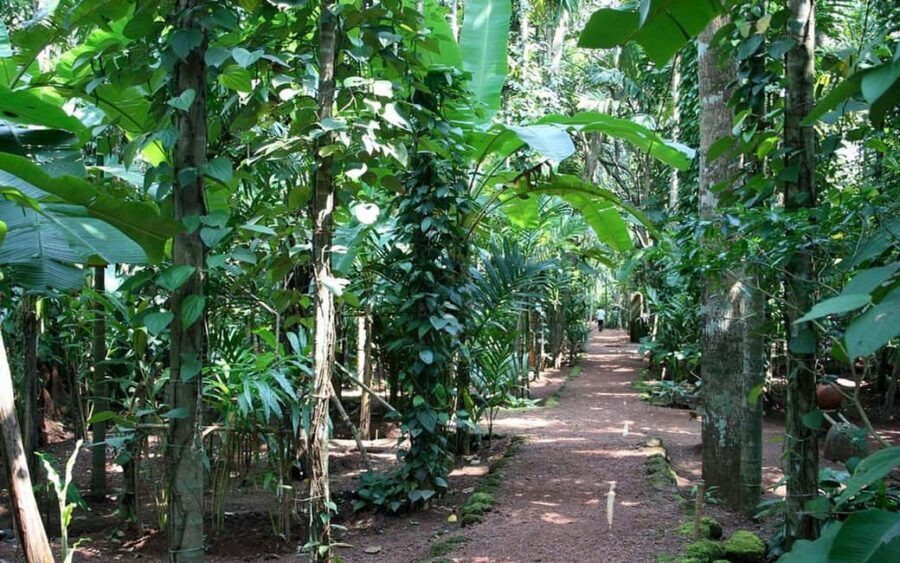 Zanzibar: Spice Farm Tour with Lunch & Tropical Fruits - Who This Tour Fits Best