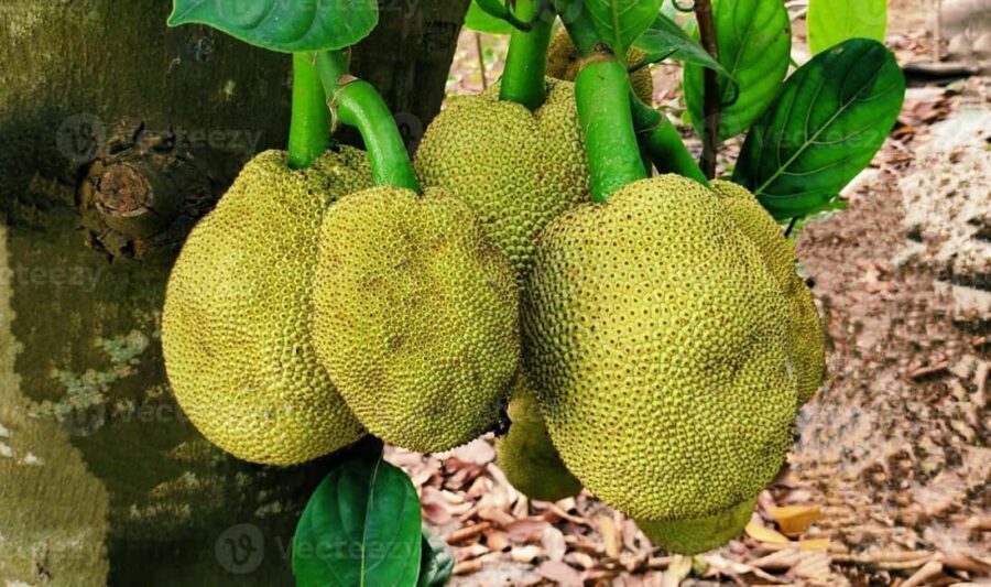 Zanzibar: Spice Farm Tour with Lunch & Tropical Fruits - Should You Book This Zanzibar Spice Farm Tour?