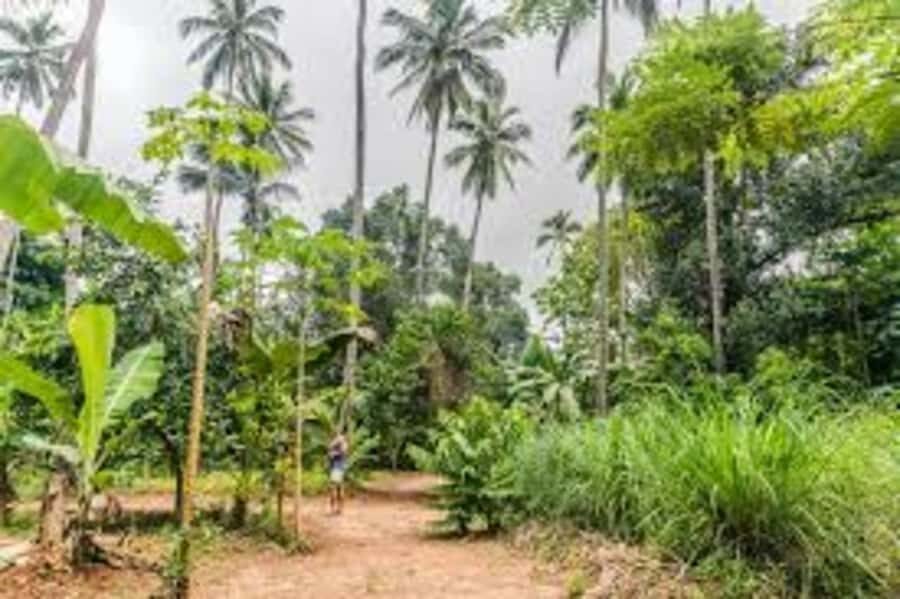 Zanzibar: Spice farm tour with Zanzibar fruits tasting - Key highlights worth your time