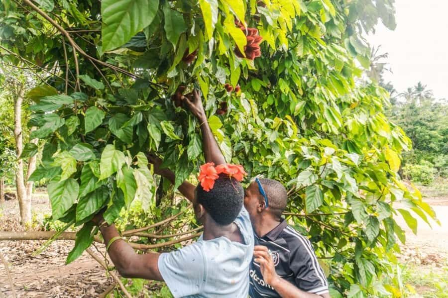 Zanzibar: Spice farm tour with Zanzibar fruits tasting - Village Farms on Foot: Seeing How People Grow Spices