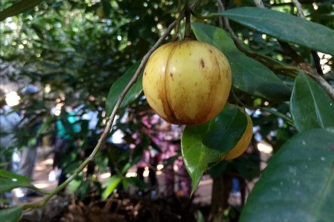 Zanzibar Spice Farm Tour - Tangawizi Spice Farm: Smells, Tastes, and the Portuguese Spice Route