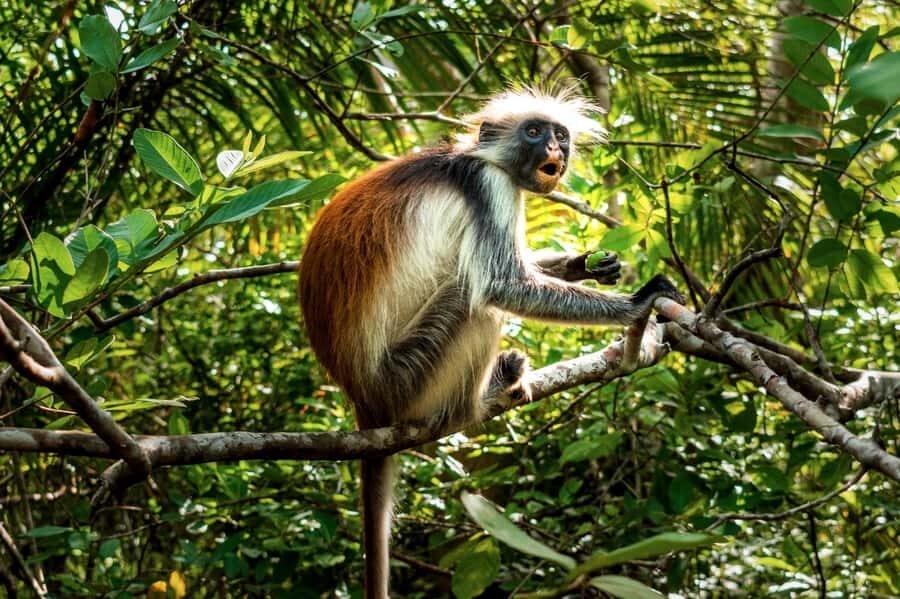 Zanzibar: Stone Town, History and Jozani Forest Guided Tour - Old Fort and the Freddie Mercury Museum stop