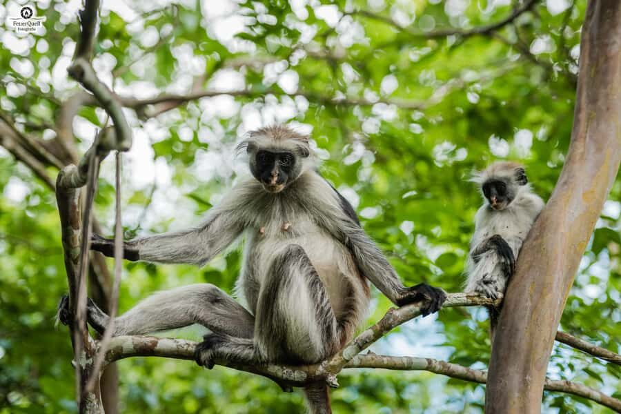 Zanzibar: Stone Town, History and Jozani Forest Guided Tour - Jozani Forest National Park: hardwood forest, mangroves, and Red Colobus