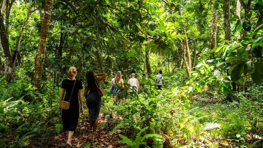 Zanzibar: Stone Town, History and Jozani Forest Guided Tour - Timing, pickup, and what the day feels like