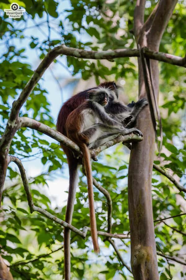 Zanzibar: Stone Town, History and Jozani Forest Guided Tour - Who should book this tour (and who might skip)