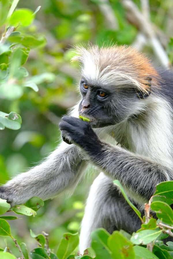 Zanzibar: Stone town Insights & Jozani forest Exploration - Private-Group Value and the $100 Price Question