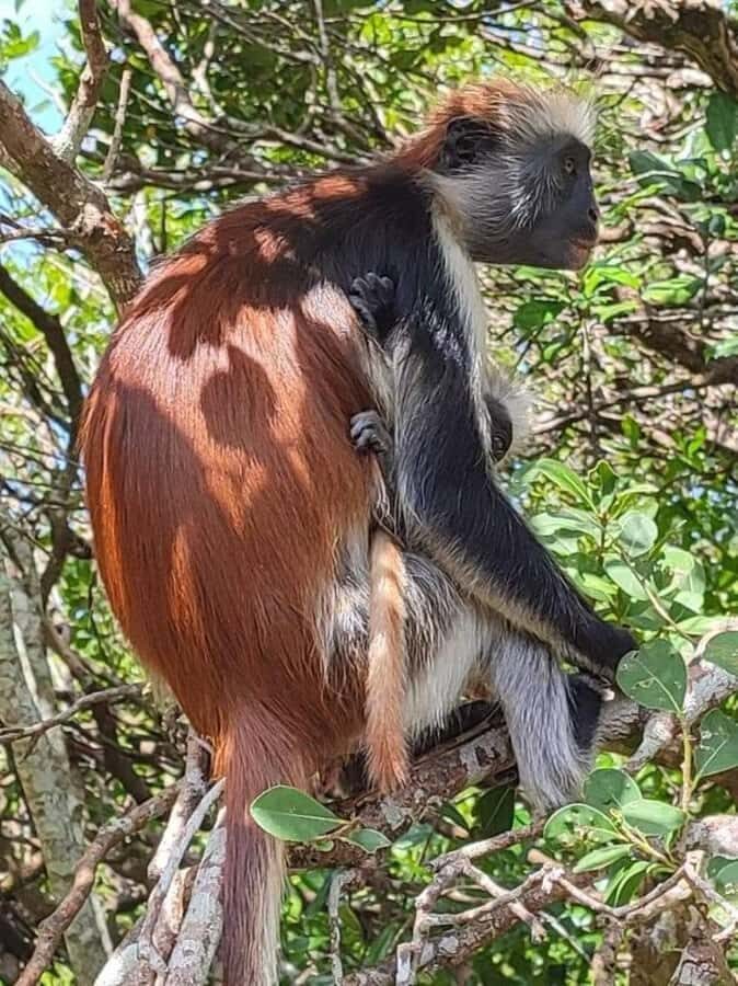 Zanzibar: Stone town Insights & Jozani forest Exploration - Who This Tour Fits Best (and Who Might Reconsider)