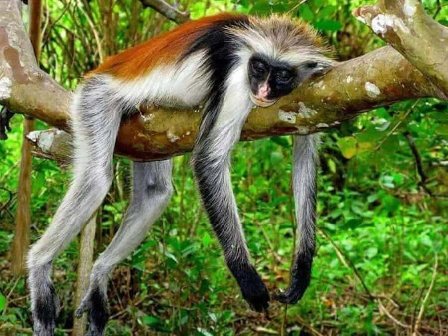 Zanzibar: Stone town Insights & Jozani forest Exploration - If You Get the Right Guide, the Day Can Feel Personal